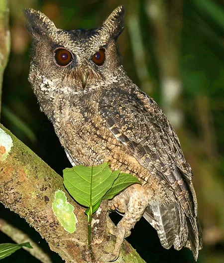 otus everetti