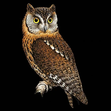Otus feae