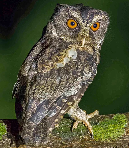 otus fuliginosus