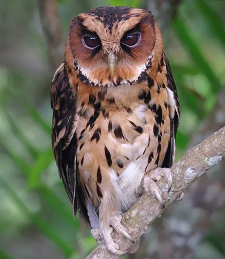 otus gurneyi
