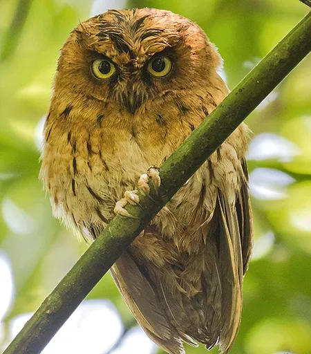 otus hartlaubi
