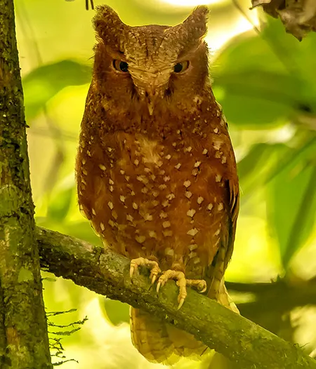 otus icterorhynchus