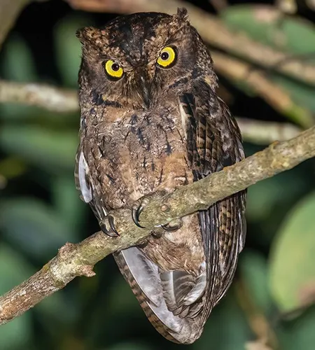 otus insularis