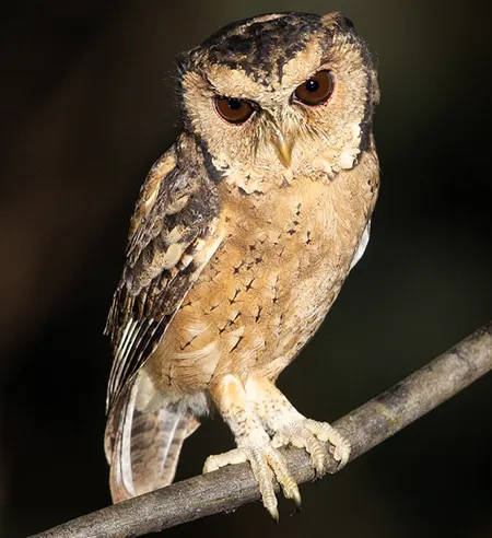 otus lempiji