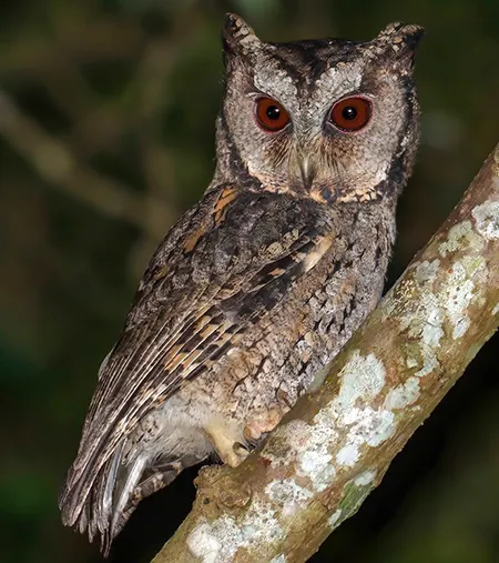 otus lettia