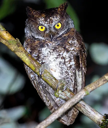 otus longicornis