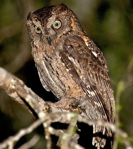 otus madagascariensis