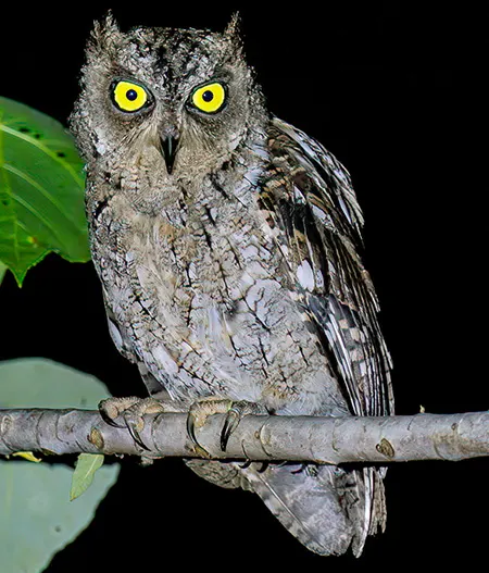 otus magicus
