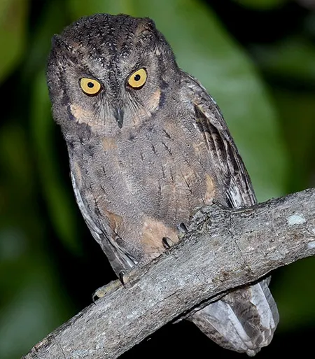 otus mantananensis