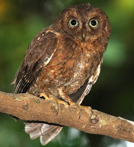 otus mayottensis