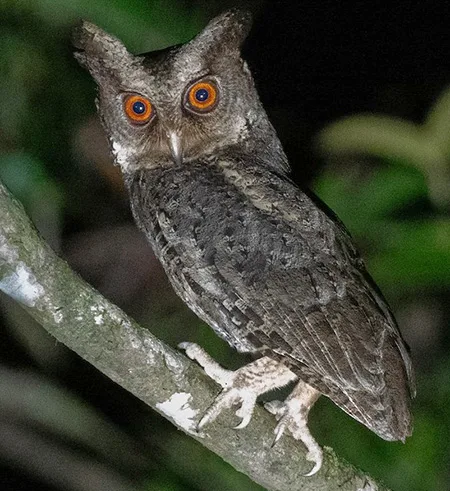 otus megalotis