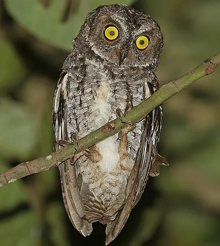 otus mendeni