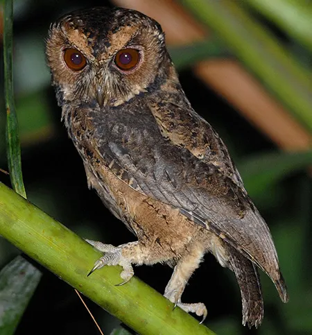 otus mentawi