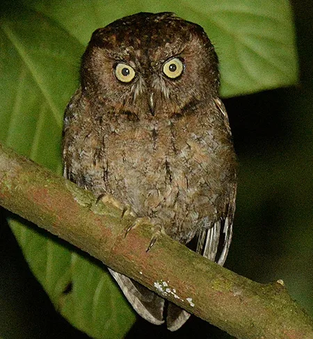 otus mindorensis