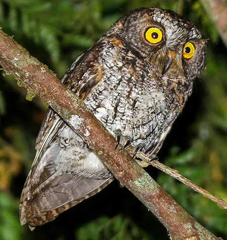 otus mirus