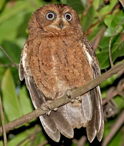 otus moheliensis