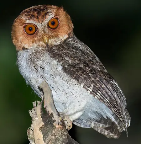otus nigrorum