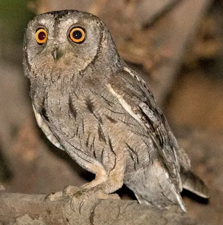 otus pamelae