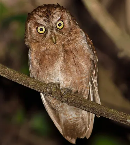 otus pembaensis