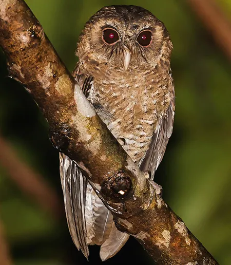 otus podarginus