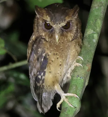 otus rufescens