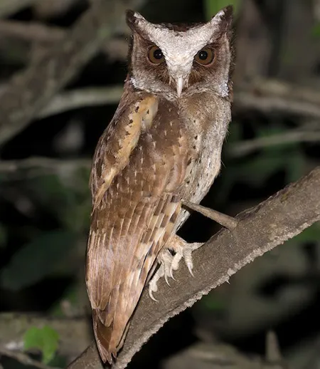otus sagittatus