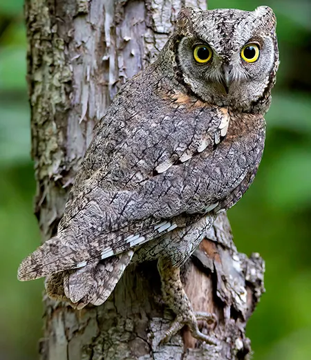 otus scops