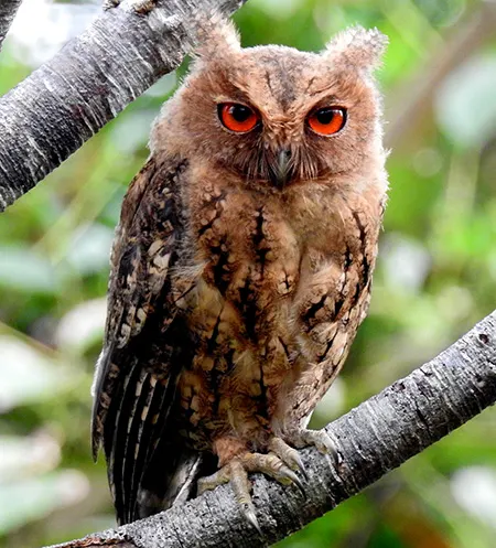 otus semitorques