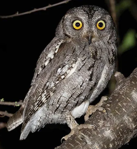 otus senegalensis