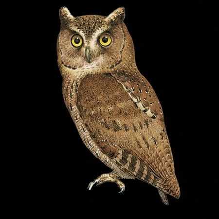 Otus siaoensis