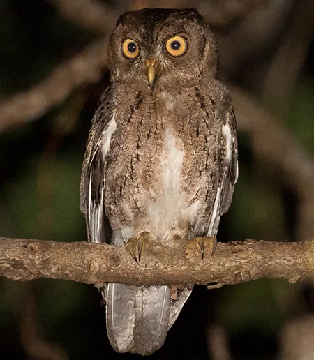 otus silvicola