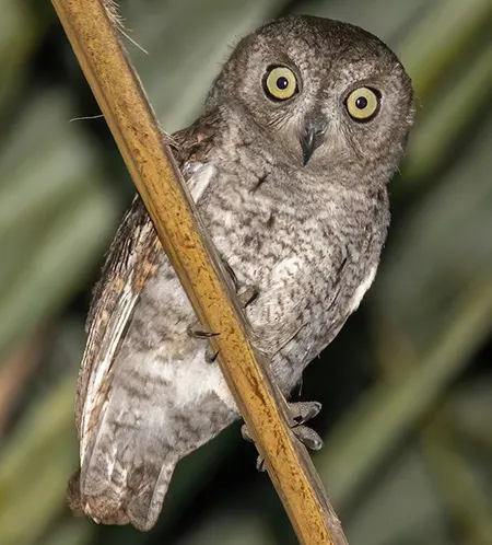 otus socotranus