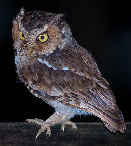 otus spilocephalus