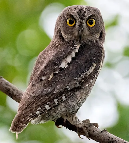 otus sunia