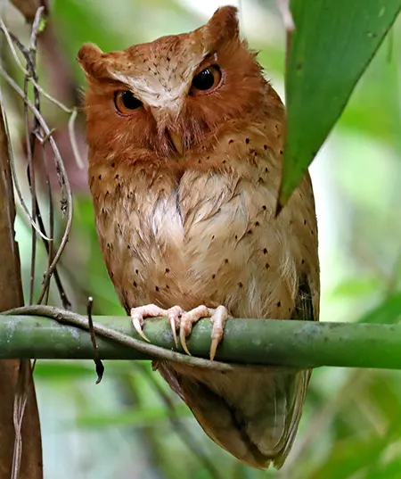 otus thilohoffmanni