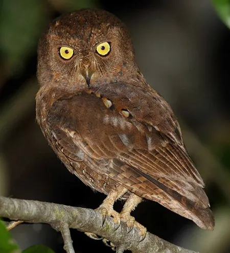 otus umbra
