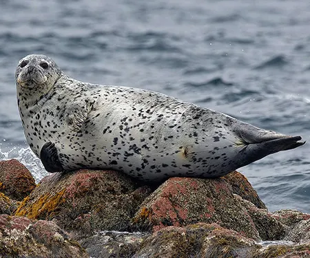 phoca largha