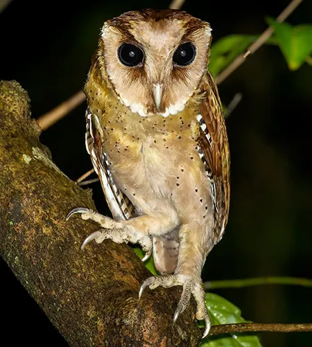 phodilus assimilis