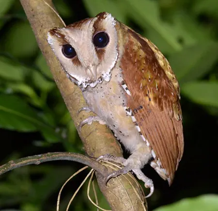 phodilus badius