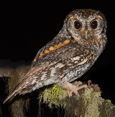 psiloscops flammeolus