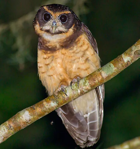 pulsatrix koeniswaldiana