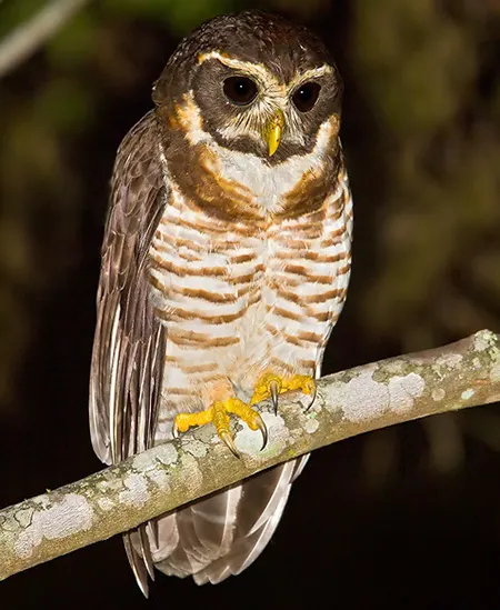 pulsatrix melanota