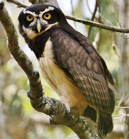 pulsatrix perspicillata