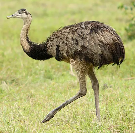 rhea americana