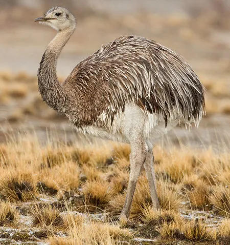 rhea pennata