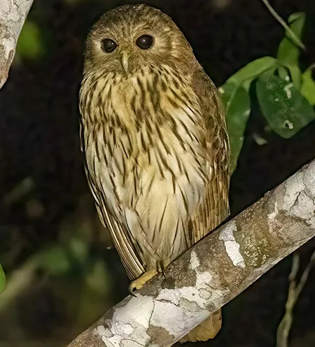scotopelia bouvieri