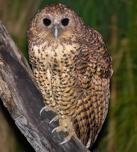 scotopelia peli
