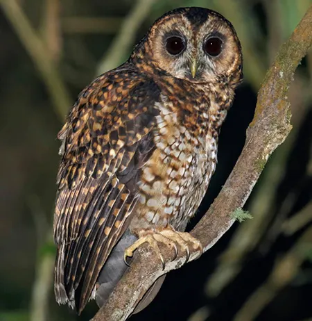 strix albitarsis
