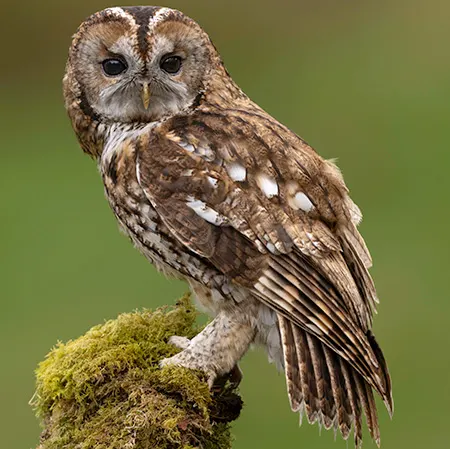 strix aluco