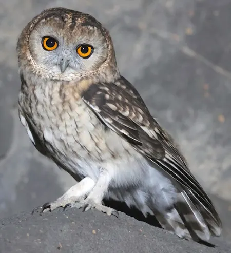 strix butleri